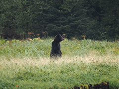 Ursus arctos sitkensis