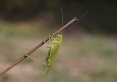 Phaneroptera falcata