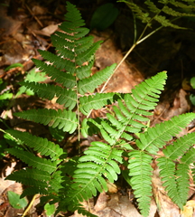 Pteridium aquilinum latiusculum
