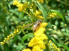Spilomyia alcimus