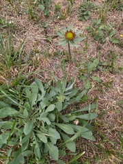 Gaillardia aristata