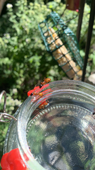 Camponotus americanus
