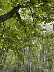 Carpinus caroliniana