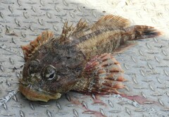 Hemilepidotus hemilepidotus