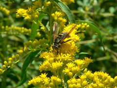 Spilomyia alcimus