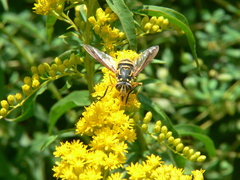 Spilomyia alcimus