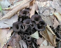 Craterellus fallax