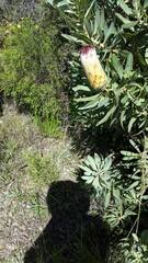 Protea laurifolia