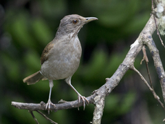 Turdus leucomelas
