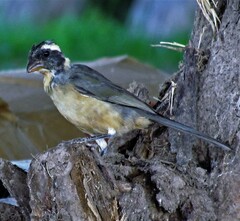 Saltator aurantiirostris