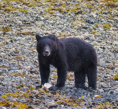 Ursus arctos sitkensis