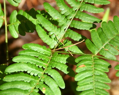 Pteridium aquilinum latiusculum