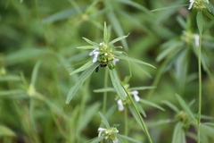 Campsomerinae