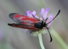 Zygaena erythrus