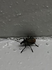 Diaprepes abbreviatus