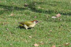 Picus viridis