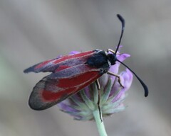 Zygaena erythrus