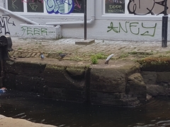 Columba livia domestica