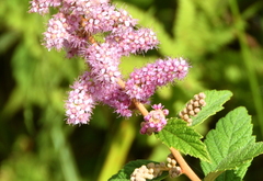 Spiraea tomentosa
