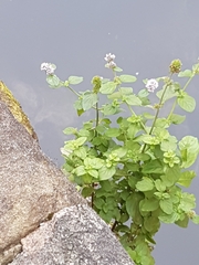 Mentha aquatica