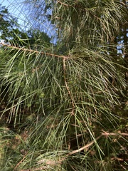 Pinus taeda