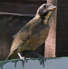 Saltator aurantiirostris