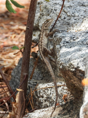 Sceloporus occidentalis longipes