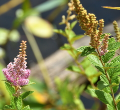 Spiraea tomentosa