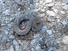 Gloydius ussuriensis