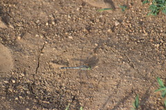 Diplacodes trivialis