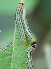 Euura pavida