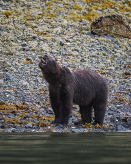 Ursus arctos sitkensis