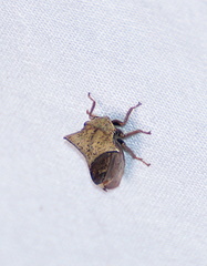 Stictocephala albescens