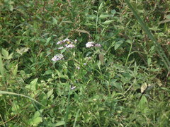 Tripolium pannonicum