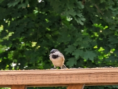 Poecile carolinensis