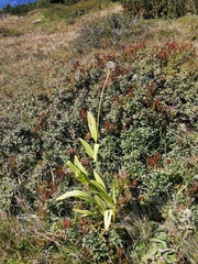 Allium victorialis