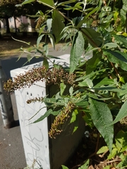 Buddleja davidii