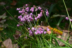Allium chinense