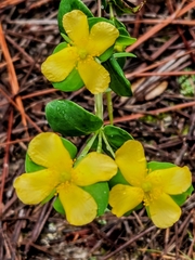 Hypericum crux-andreae