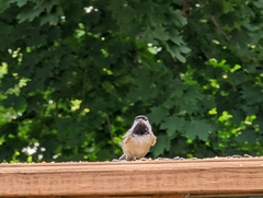 Poecile carolinensis