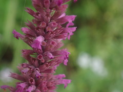 Agastache