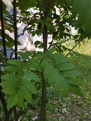 Sorbus aucuparia