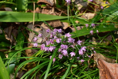 Allium chinense