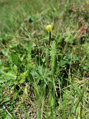 Trollius europaeus