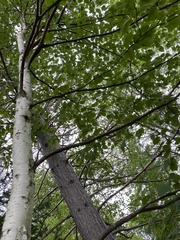 Betula papyrifera