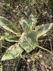 Verbascum