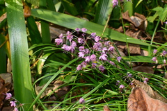 Allium chinense