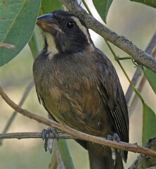 Saltator aurantiirostris