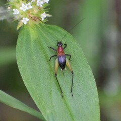 Homoeoxipha lycoides