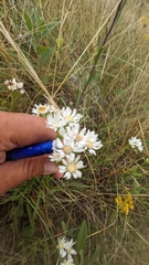 Solidago ptarmicoides
